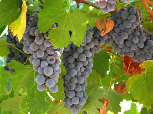 grapes on the vine