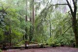 Big Basin Redwoods